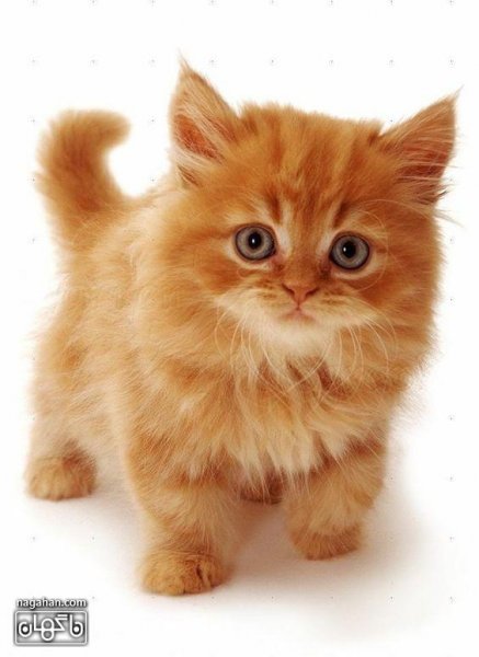 عکس گربه بچه
