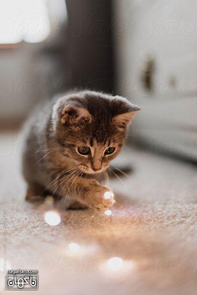  عکس گربه بچه