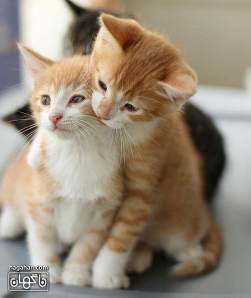  عکس گربه بچه