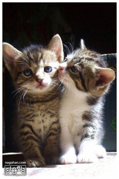  عکس گربه بچه