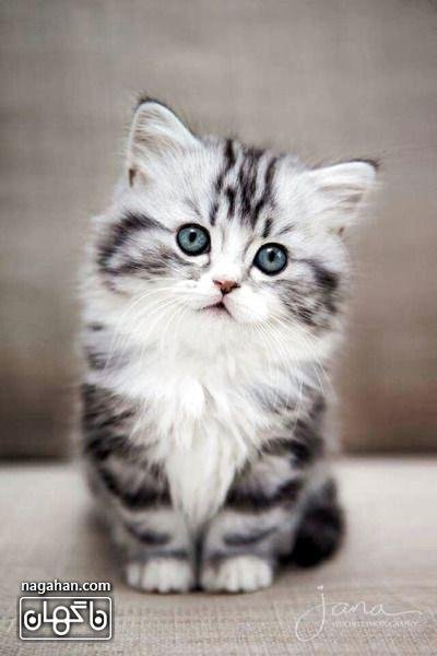  عکس گربه بچه