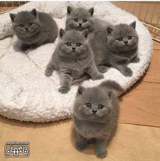  عکس گربه بچه