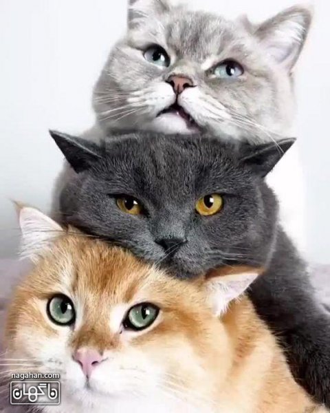  عکس گربه بچه