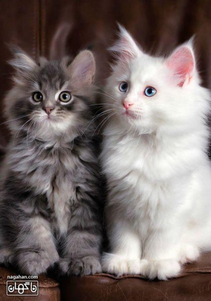  عکس گربه بچه