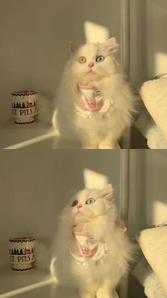  عکس گربه برای نقاشی