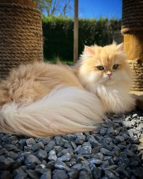  عکس گربه برای نقاشی