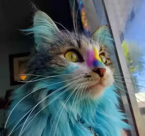  عکس گربه برای نقاشی