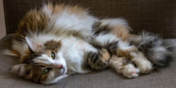  عکس گربه برای نقاشی