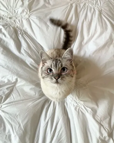  عکس گربه برای نقاشی