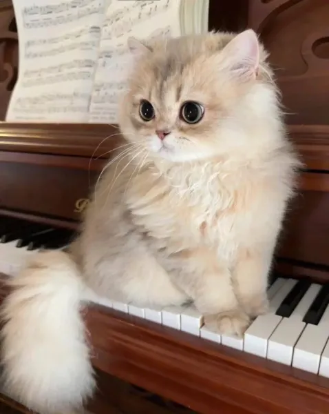  عکس گربه برای نقاشی