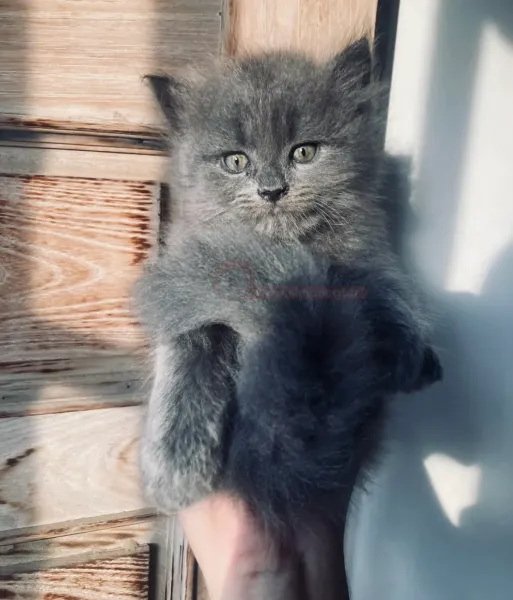  عکس گربه پرشین