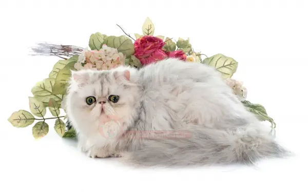  عکس گربه پرشین