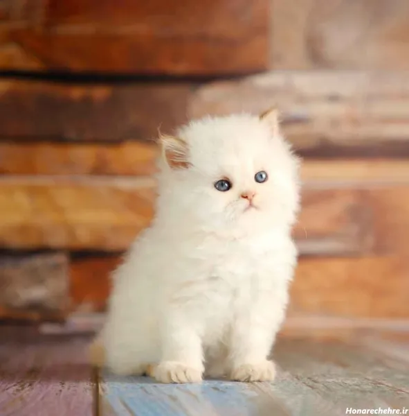 عکس گربه پرشین سفید چشم ابی