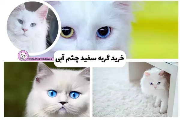  عکس گربه پرشین سفید چشم ابی