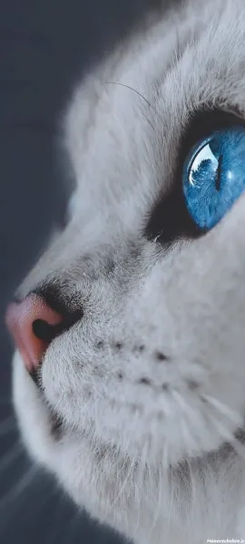  عکس گربه پرشین سفید چشم ابی