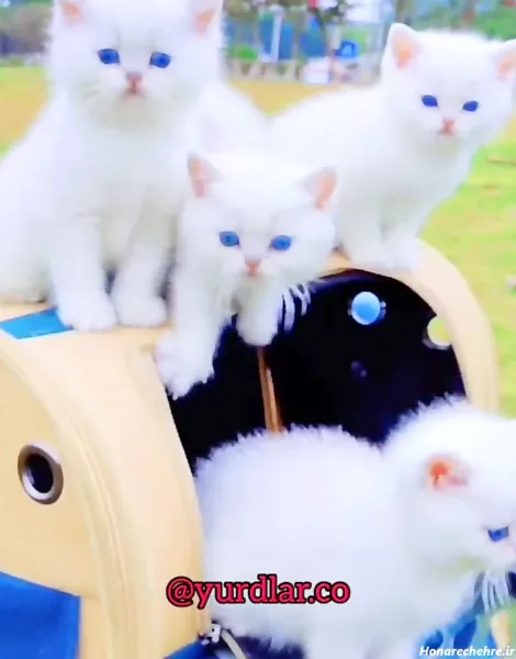  عکس گربه پرشین سفید چشم ابی