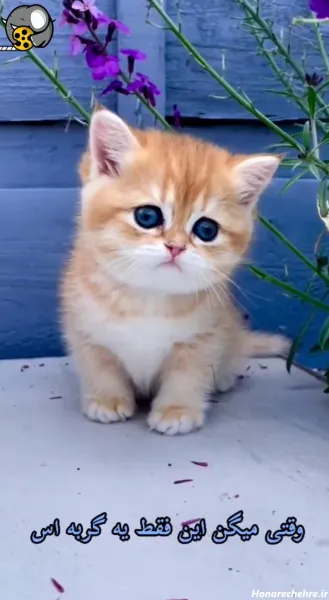  عکس گربه پرشین سفید چشم ابی