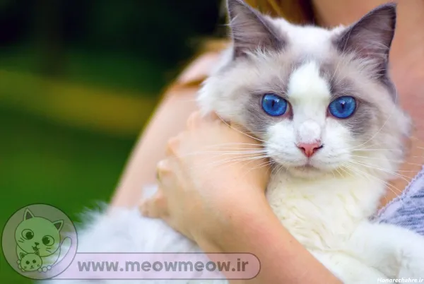  عکس گربه پرشین کلاسیک