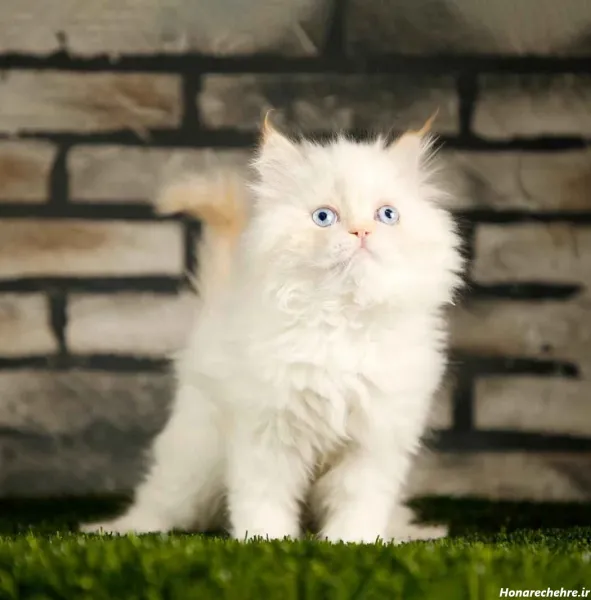  عکس گربه پرشین کلاسیک