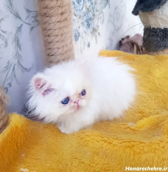  عکس گربه پرشین کلاسیک