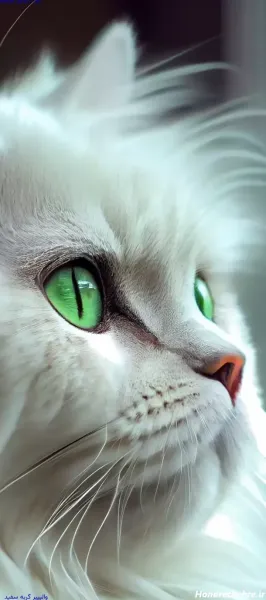  عکس گربه پرشین کلاسیک