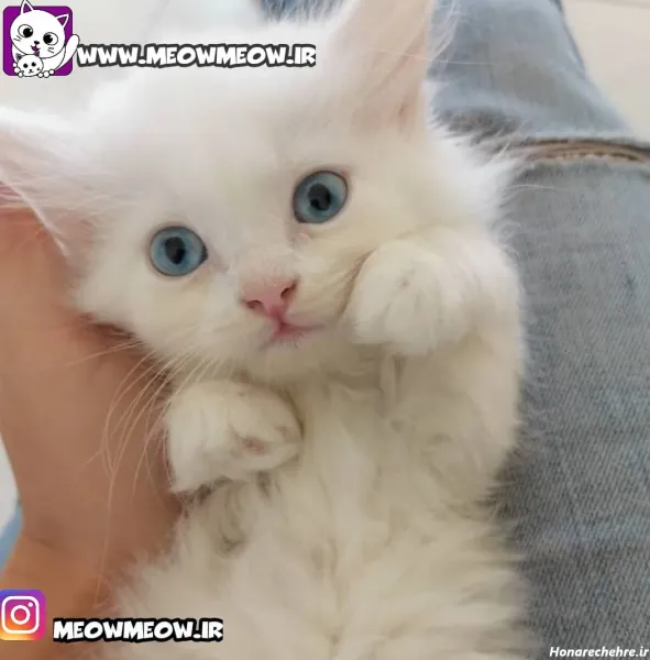  عکس گربه پرشین کلاسیک