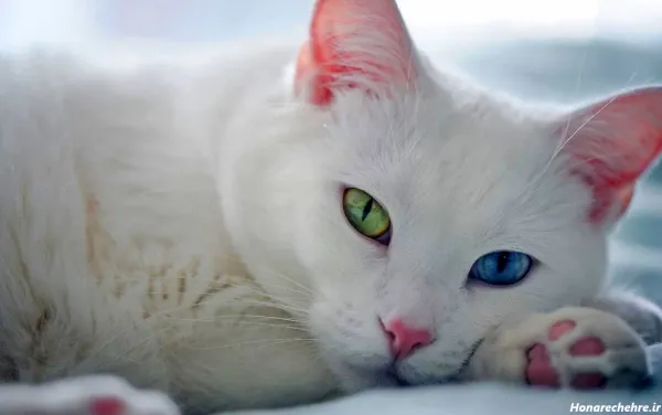  عکس گربه پرشین کلاسیک