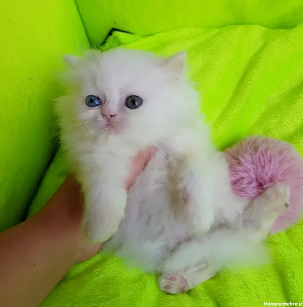  عکس گربه پرشین کلاسیک