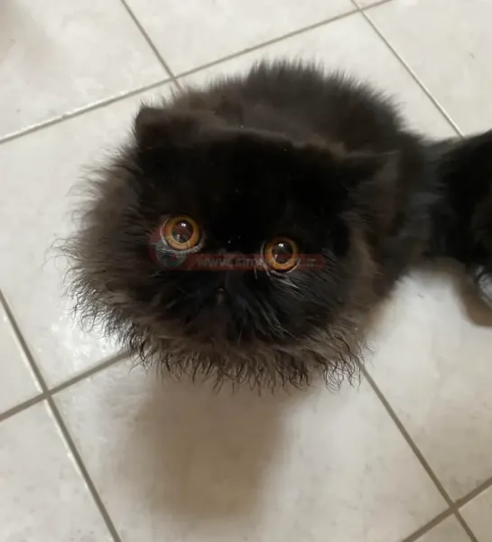  عکس گربه پرشین عروسکی