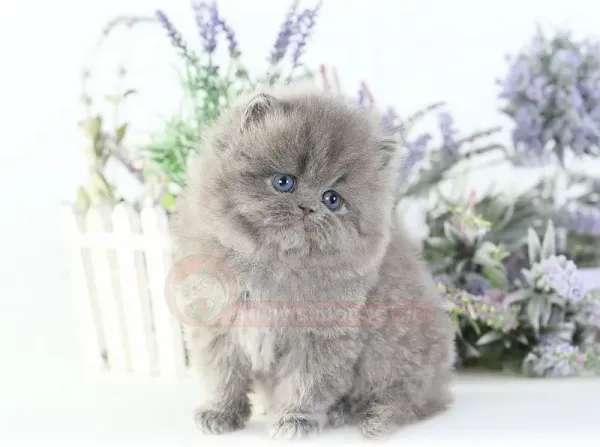  عکس گربه پشمالو