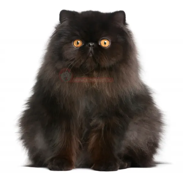  عکس گربه پشمالو گوگولی