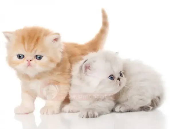  عکس گربه پشمالو گوگولی