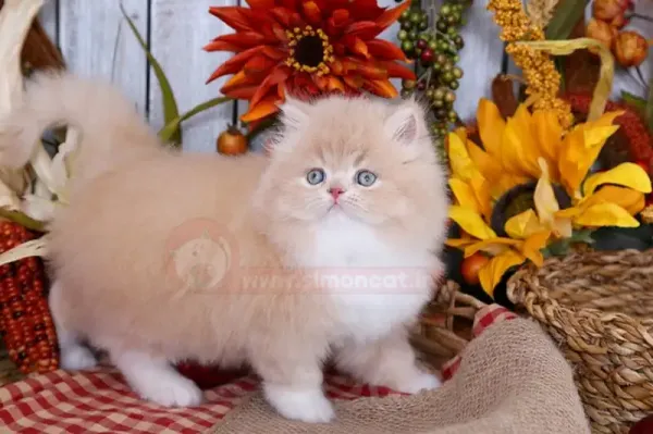  عکس گربه پشمالو برای پروفایل