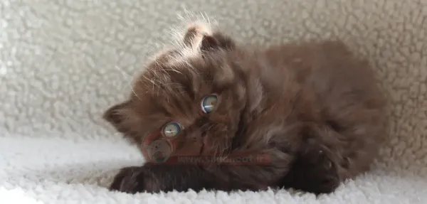  عکس گربه پشمالو برای پروفایل