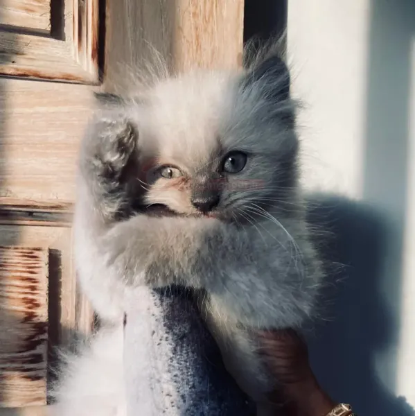  عکس گربه پشمالو برای پروفایل