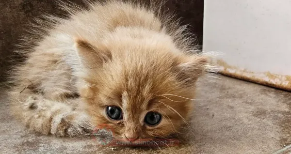  عکس گربه پشمالو برای پروفایل