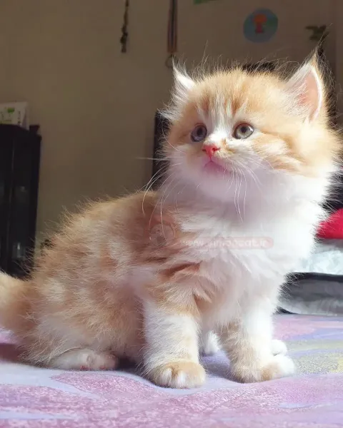  عکس گربه پروفایل