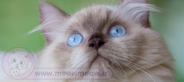  عکس گربه پرشین هیمالین