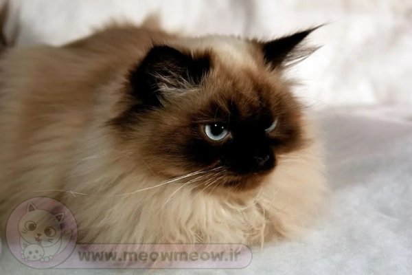  عکس گربه پرشین هیمالین