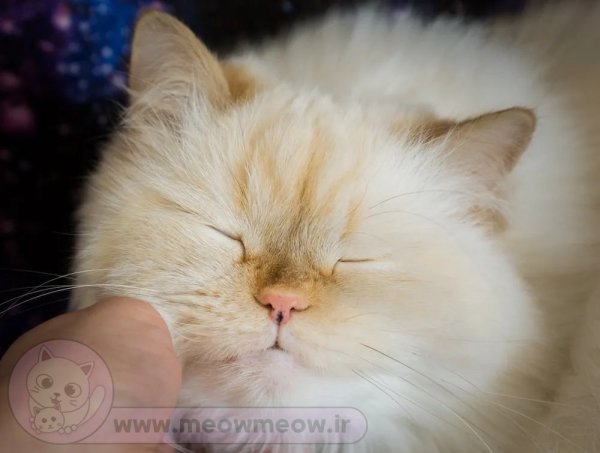  عکس گربه پرشین هیمالین