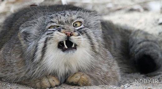 عکس گربه پلنگی