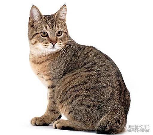  عکس گربه پلنگی