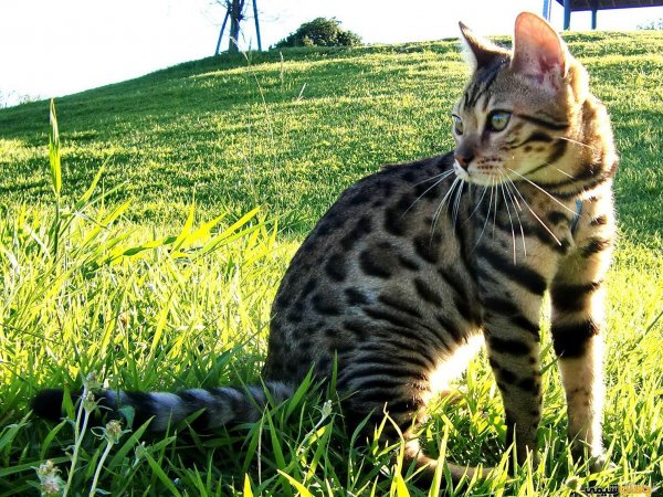  عکس گربه پلنگی