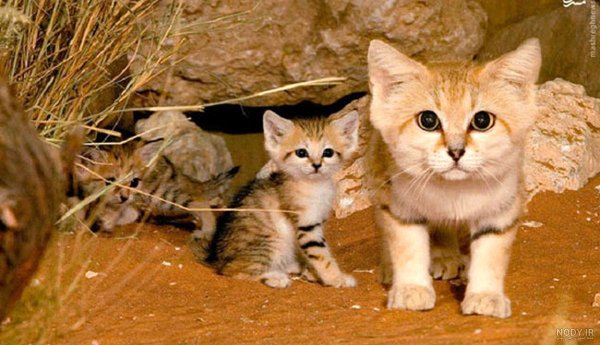  عکس گربه پلنگی