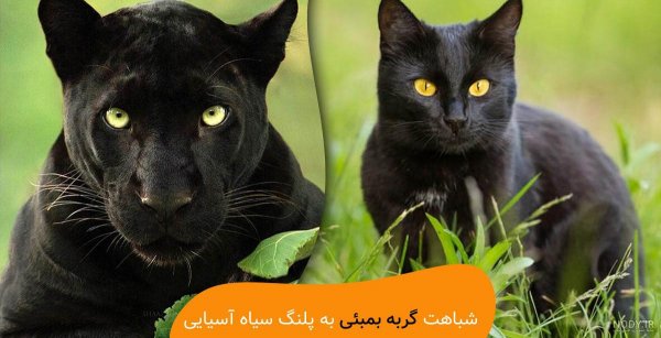  عکس گربه پلنگی