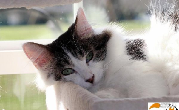  عکس گربه پلنگی