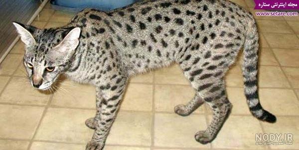  عکس گربه پلنگی