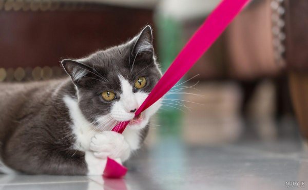  عکس گربه پلنگی