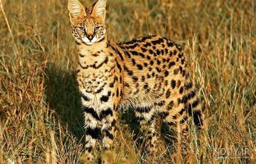  عکس گربه پلنگی