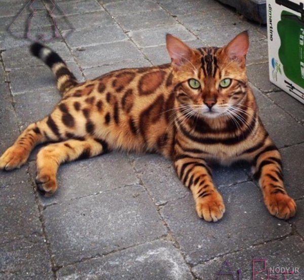  عکس گربه پلنگی